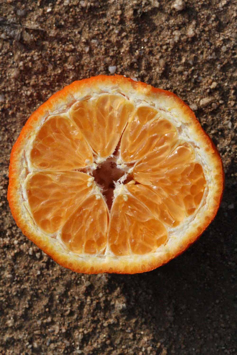              Fruit cross-section (Riverside, CA)       
